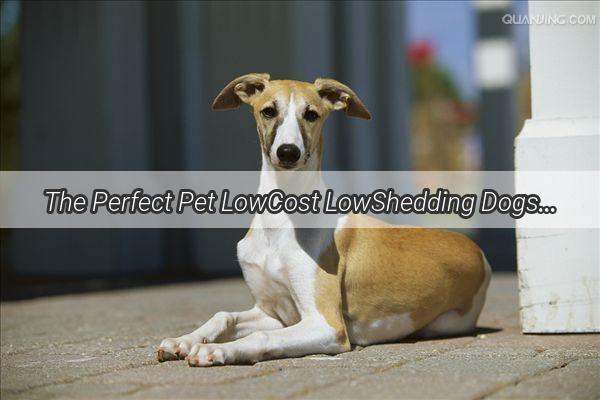 The Perfect Pet LowCost LowShedding Dogs That Are Easy to Care For